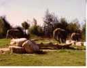 1 X World Aninmal Postcard - 1 Carte Postale D´animal Du Monde - African Elephant - Éléphants