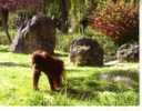 1 X World Aninmal Postcard - 1 Carte Postale D´animal Du Monde - Bornean Orangutan - Affen