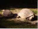 1 X World Aninmal Postcard - 1 Carte Postale D´animal Du Monde - Aldabra Giant Tortoise - Schildpadden