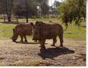 1 X World Aninmal Postcard - 1 Carte Postale D´animal Du Monde -  White Or Square-lipped Rhinoceros - Rhinoceros