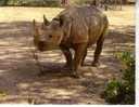 1 X World Aninmal Postcard - 1 Carte Postale D´animal Du Monde -  Black Rhinoceros - Rhinocéros