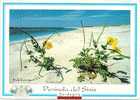 CPM Plante Marine, Fleur Jaune, Plage / 1963 / Sardaigne Conoscere ' La Sardegna' Penisola Del Sinis Cabras Is Arutas - Other & Unclassified