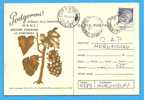 ROMANIA 1974 Postal Stationery Postcard.  Vine. Grapes - Vini E Alcolici