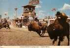 Calgary Exhibition Canada - Stampede Buffalo Riders - Circulée En 1973 - Calgary