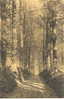 Forêt De Soignes - Dreve Du Comte - Boitsfort - Bosvoorde  (1913) - Bossen, Parken, Tuinen