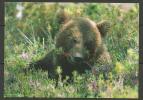 ESTLAND Estonia Postkarte Bär Brown Baer Sauber/ungelaufen - Bears