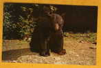 OURS - NATIVE BLACK BEAR - Great Smoky Mountains National Park - Non Circulé - Bears