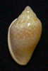 N°2730 //  MARGINELLA  GLABELLA " VARIETE "  " SENEGAL " //  GEM  : 25,5mm //   PEU COURANTE . - Muscheln & Schnecken