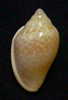 N°2730 //  MARGINELLA  GLABELLA " VARIETE "  " SENEGAL " //  GEM  : 25,5mm //   PEU COURANTE . - Seashells & Snail-shells
