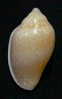 N°2731 //  MARGINELLA  GLABELLA " VARIETE "  " SENEGAL " //  F+++  : 28,5mm //   PEU COURANTE . - Seashells & Snail-shells
