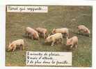 Famille  COCHONS -  Tiercé Qui Rapporte....    5 Minute De Plaisir... 9 Mois D'attente...  7 De Plus Dans La Famille ... - Schweine