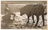 Carte Photo Taureau Et Toreador "belmonte" Avec Dedicace  - (8880) - Bull