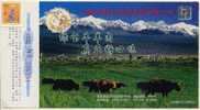 Entier Postal De Chine Avec Tambola - Montagne - Vache - Mouton - Vacas