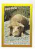 COCHON -  CORSICA  - Les Porcs Demi - Sauvages Errent Dans La Montagne, Leur Chair Produit Une Charcuterie Savoureuse... - Varkens