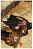 E-10zc/C1^^   Bats    , ( Postal Stationery , Articles Postaux ) - Bats