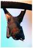 E-10zc/C5^^   Bats    , ( Postal Stationery , Articles Postaux ) - Pipistrelli