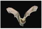 E-10zc/C6^^   Bats    , ( Postal Stationery , Articles Postaux ) - Pipistrelli
