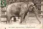 PARIS . JARDIN DES PLANTES . L´ ELEPHANT RACHELLE - Elefantes