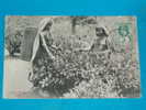 Agriculture ) Ceylon - Sri-lanka - Tea Pluckers ( Thé )- Année 1912 - EDIT . Platé - Cultivation