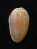 N°2748 //  MARGINELLA ( Leptegouana )  GUTTATA  " NICARAGUA " //  GEM  : 16mm //   ASSEZ RARE . - Muscheln & Schnecken