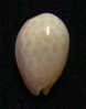 N°2751 //  MARGINELLA ( Persicula )  ACCOLA  " PANAMA " //  GEM  : 13,1mm //   PEU COURANTE . - Conchas Y Caracoles