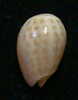 N°2752 //  MARGINELLA ( Persicula )  ACCOLA  " PANAMA " //  F+++  : 13,3mm //   PEU COURANTE . - Conchas Y Caracoles