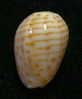 N°2756 //  MARGINELLA ( Persicula )  CINGULATA  " CAPE VERDE " //  F++  : 15,7mm //   PEU COURANTE . - Seashells & Snail-shells