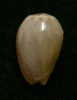 N°2767 //  MARGINELLA ( Persicula )  PORCELLANA  OBESA  " VENEZUELA " //  GEM  : 10,1mm //  ASSEZ RARE . - Coquillages