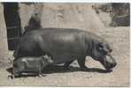 Animaux - Paris - Zoo Bois De Vincennes - Hippopotame Et Son Petit - Nijlpaarden