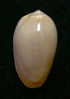 N°2771 //  MARGINELLA ( Prunum )  LEONARDHILLI  " PANAMA " //  GEM  : 16,8mm //   ASSEZ RARE . - Seashells & Snail-shells