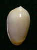 N°2772 //  MARGINELLA ( Prunum )  LEONARDHILLI  " PANAMA " //  GEM  : 18,6mm //   ASSEZ RARE . - Seashells & Snail-shells