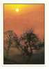 Coucher De Soleil: Soleil Couchant, Photo Ud - Vloo, Arbres (10-1284) - Controluce