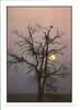 Coucher De Soleil: Soleil De Minuit, Photo J.M. Romain - S.D.P., Arbre (10-1294) - Hold To Light