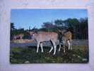 VDS CARTE POSTALE ELANS DU CAP RESERVE AFRICAINE DU CHATEAU DE THOIRY EN YVELINES 78 - Thoiry