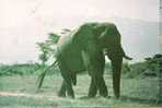 ELEPHANT POSTCARD FROM TANZANIA - Éléphants