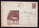 Chevreuil Roumanie COVER STATIONERY Roe Deer,HUNTING, Romania 1965 Very Rare!!. - Game