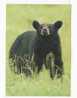 OURS NOIR -  BLANCK BEAR -  Animaux D' Amérique Du Nord -  N° 690 - Bears