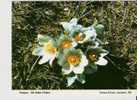 Pasque S.D. State Flower, South Dakota - Otros & Sin Clasificación