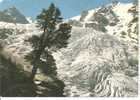 Glacier Du TRIENT - Trient