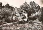 Lamolou Les Bains ( Hérault) La Foret Des écrivains Combattants De La Guerre Et Le Monument, Photo Cim - Lamalou Les Bains