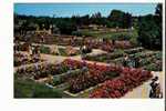 Rose Day In May - Municipal Rose Garden, Tyler, Texas - Sonstige & Ohne Zuordnung