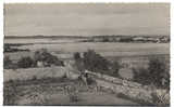 (56) ÎLE D'ARZ Le Chemin De La Procession 1951. Animation. Noir Et Blanc. Dentelée. - Ile D'Arz