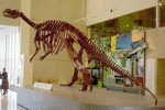 E-10zc/Fo1^^  Dinosaur Fossil   , ( Postal Stationery , Articles Postaux ) - Fossils
