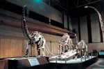 E-10zc/Fo2^^  Dinosaur Fossil   , ( Postal Stationery , Articles Postaux ) - Fossils