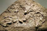 E-10zc/Fo9^^   Fossil   , ( Postal Stationery , Articles Postaux ) - Fossielen