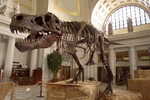 E-10zc/Fo10^^  Dinosaur  Fossil   , ( Postal Stationery , Articles Postaux ) - Fósiles