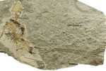 E-10zc/Fo11^^    Fossil   , ( Postal Stationery , Articles Postaux ) - Fossielen