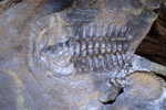 E-10zc/Fo18^^      Fossil   , ( Postal Stationery , Articles Postaux ) - Fossielen