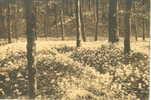 Forêt De Soignes - Zoniënwoud : Floraison De L´Ail Des Ours (vallon Des Ails) - Watermaal Bosvoorde / Boitsfort (1913) - Parks, Gärten
