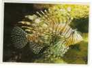 Poisson  Rascasse Volante Lion Fish  Aquarium La Rochelle  CPM Non Circulé BE - Fish & Shellfish